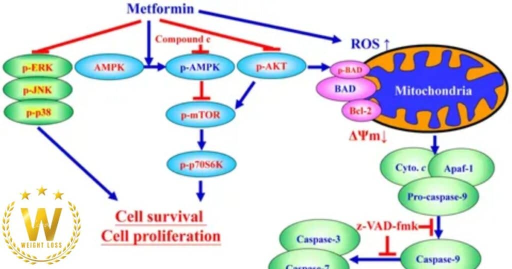 How Do Metformin And Osmic Differ?